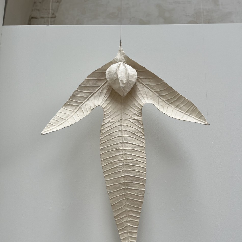 clara spilliaert
